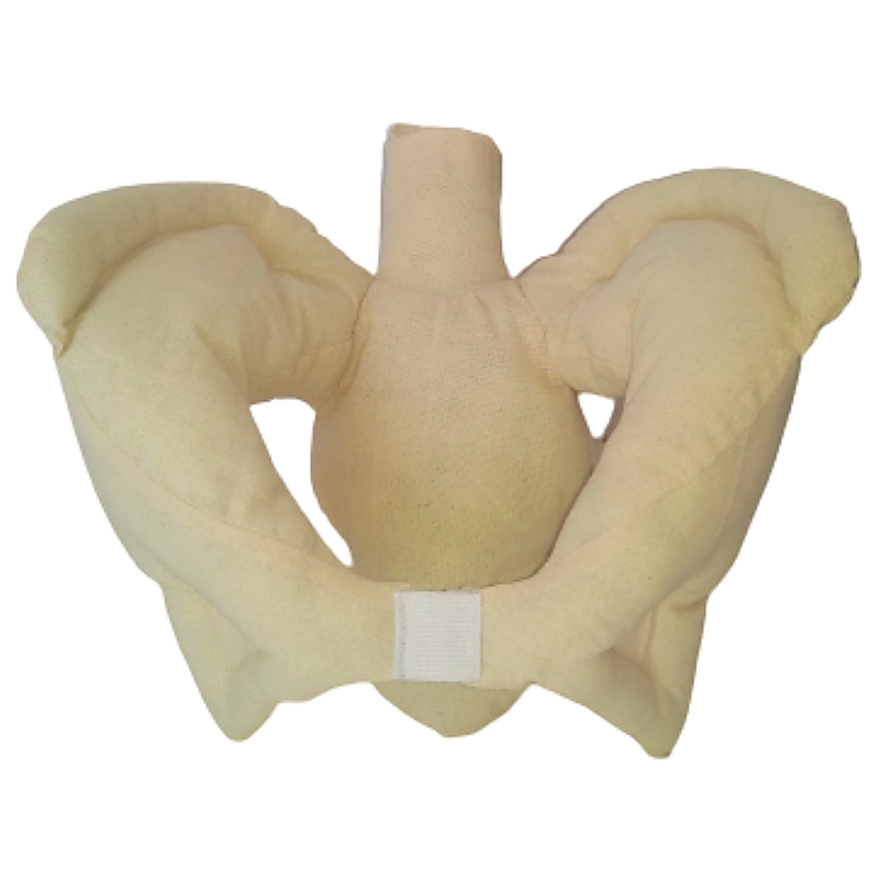 Pelvis