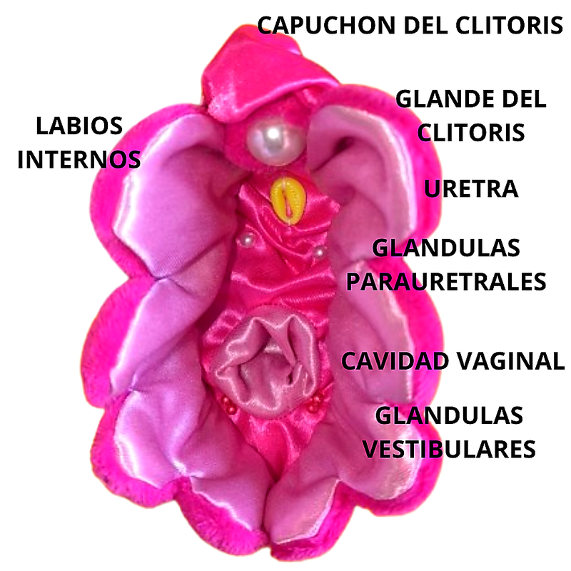 Anatomía